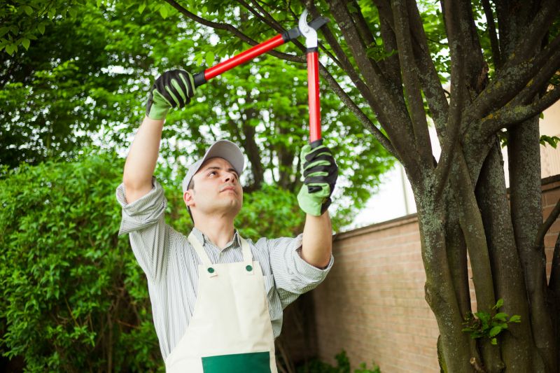 Tree Maintenance