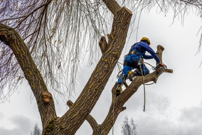 Tree Maintenance