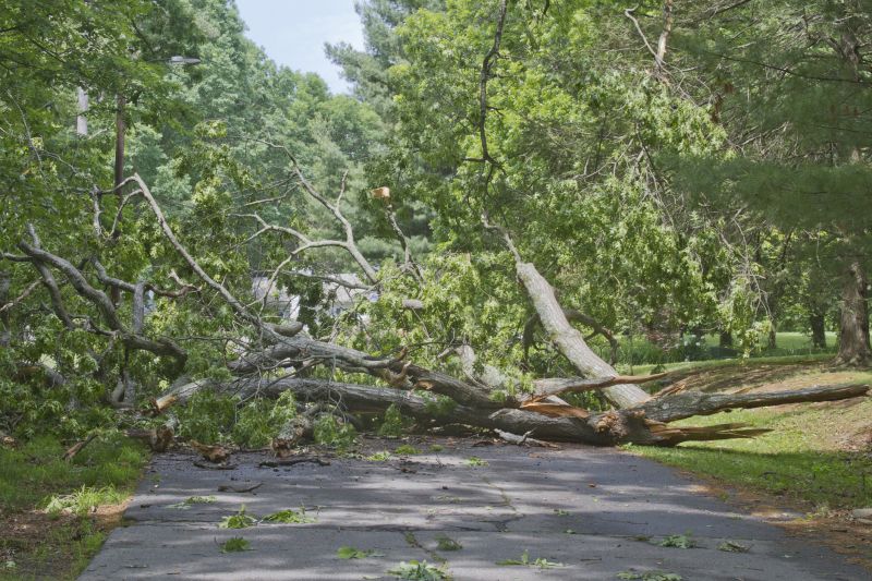 Fallen Tree in Commercial Area