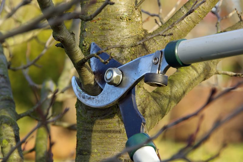 Limb Pruning in Reno, NV