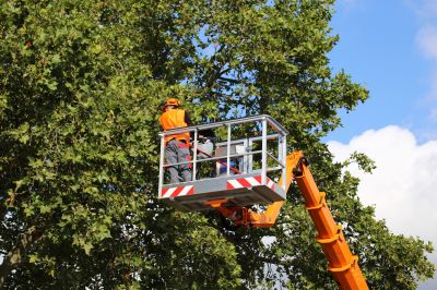 Tree Maintenance