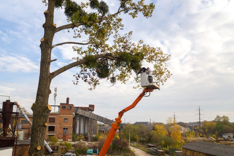 Tree Maintenance