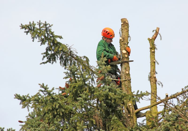Tree Pruning in Action