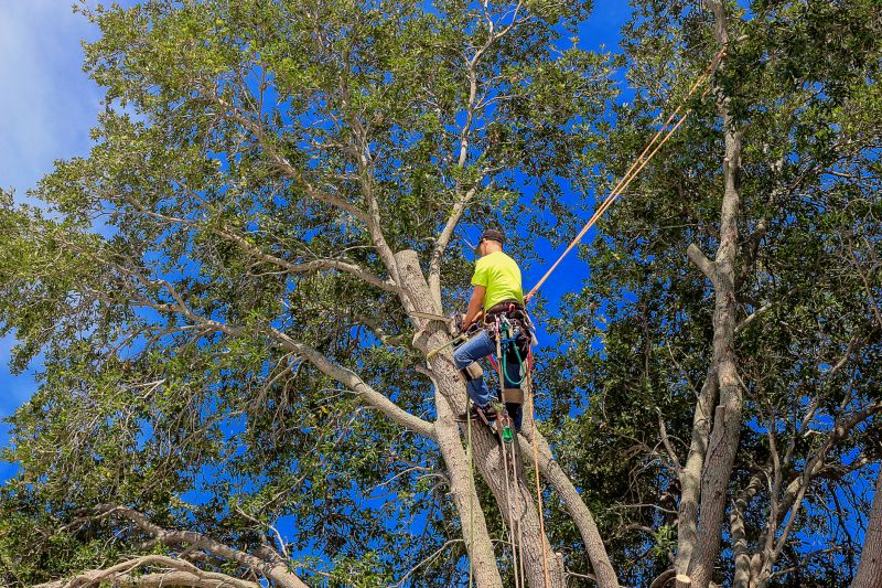 Professional Tree Care