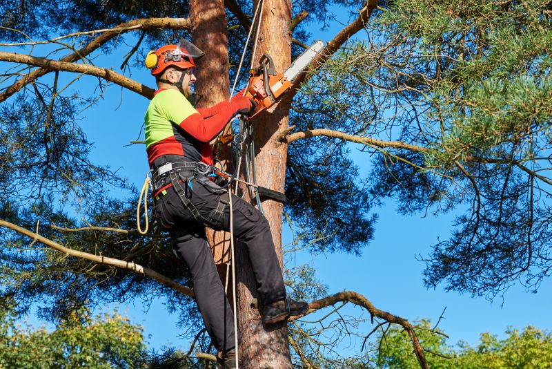Overgrown Tree Before Trimming