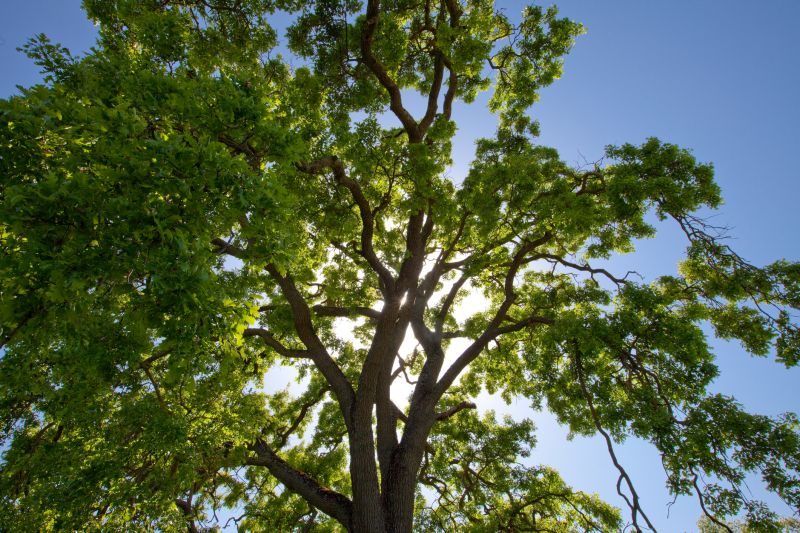 Trimmed Tree with Clear Canopy