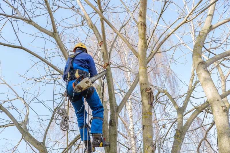 Safety Gear for Tree Work