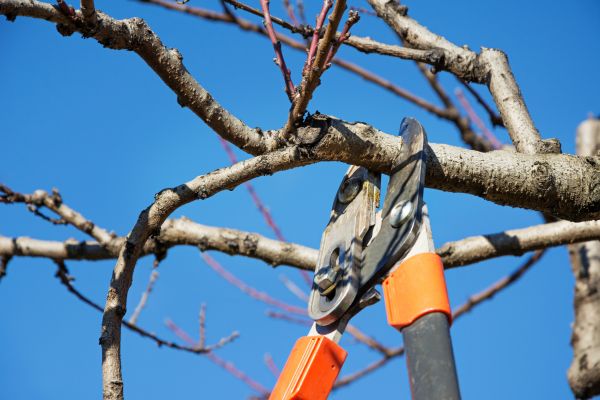 Grow your Tree Maintenance business